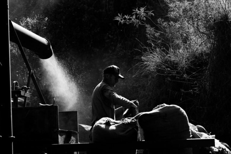 Worker on a coffee plantation in Brazil at sunset