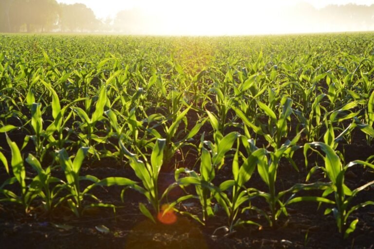 Corn (maize) field in Brazil during daytime