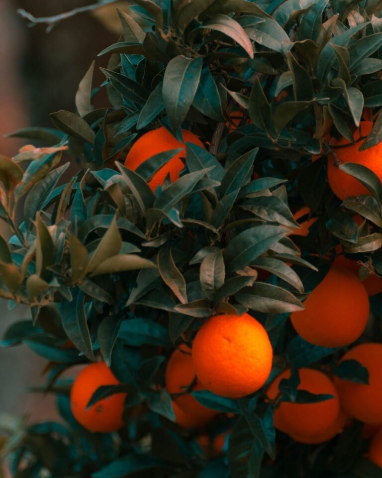 Ripe oranges on a tree representing Brazilian citrus production