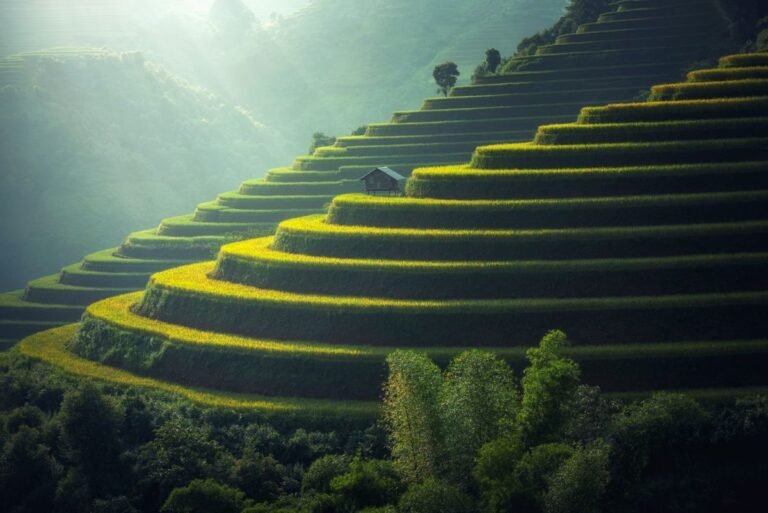 Rice paddy field representing Brazilian rice production