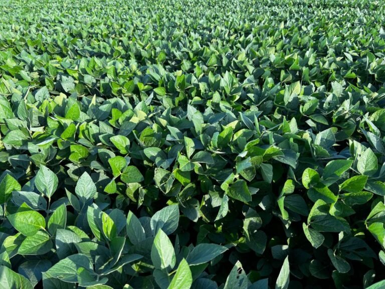 Green soybean field in Brazil under a blue sky