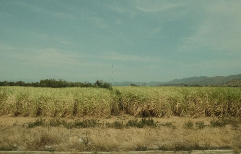 Sugarcane field in Brazil, the source of Brazilian sugar