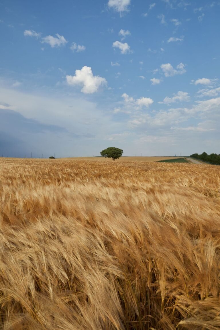 Golden wheat field under a blue sky at harvest time