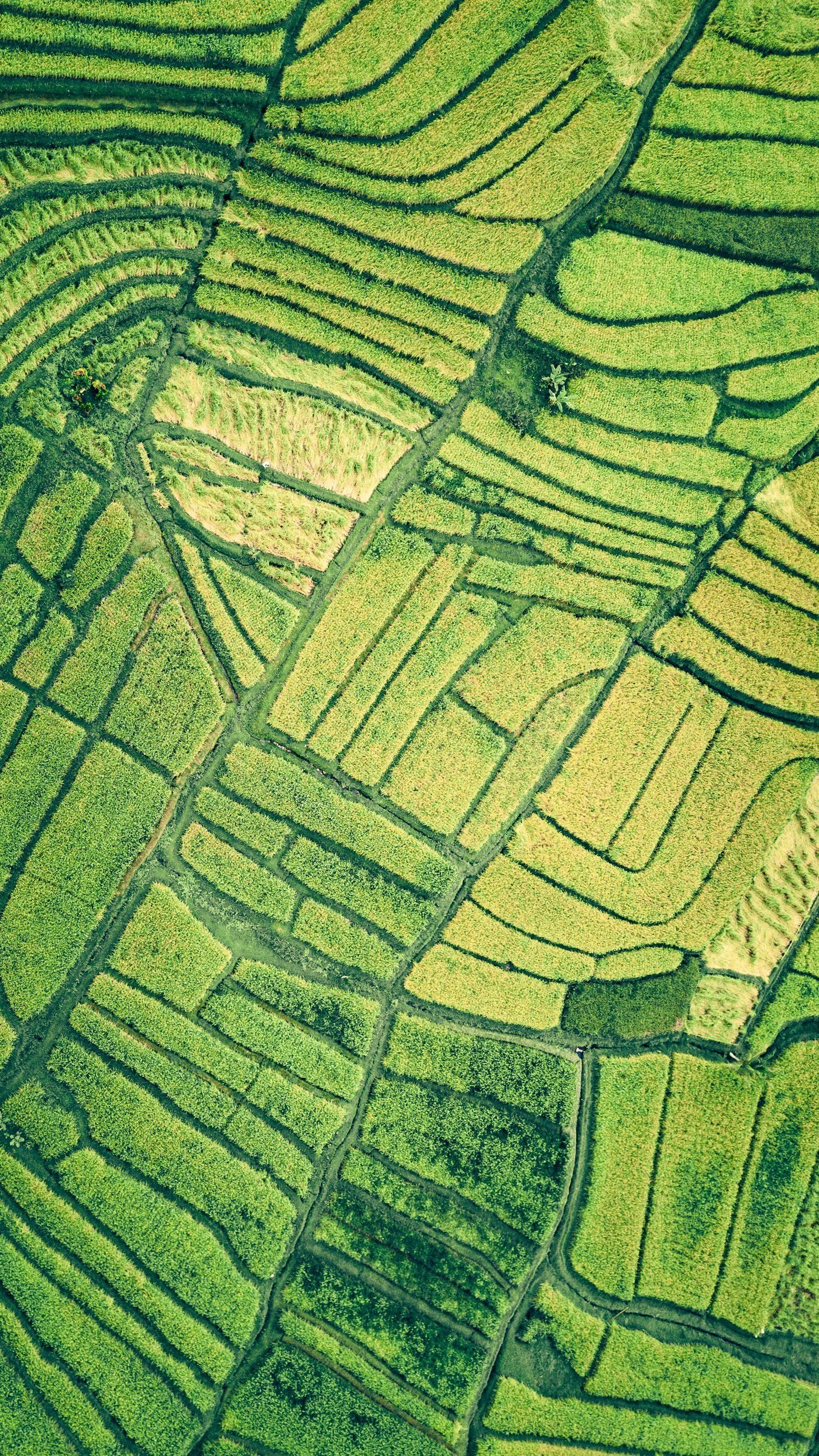 Aerial view of irrigated rice plots