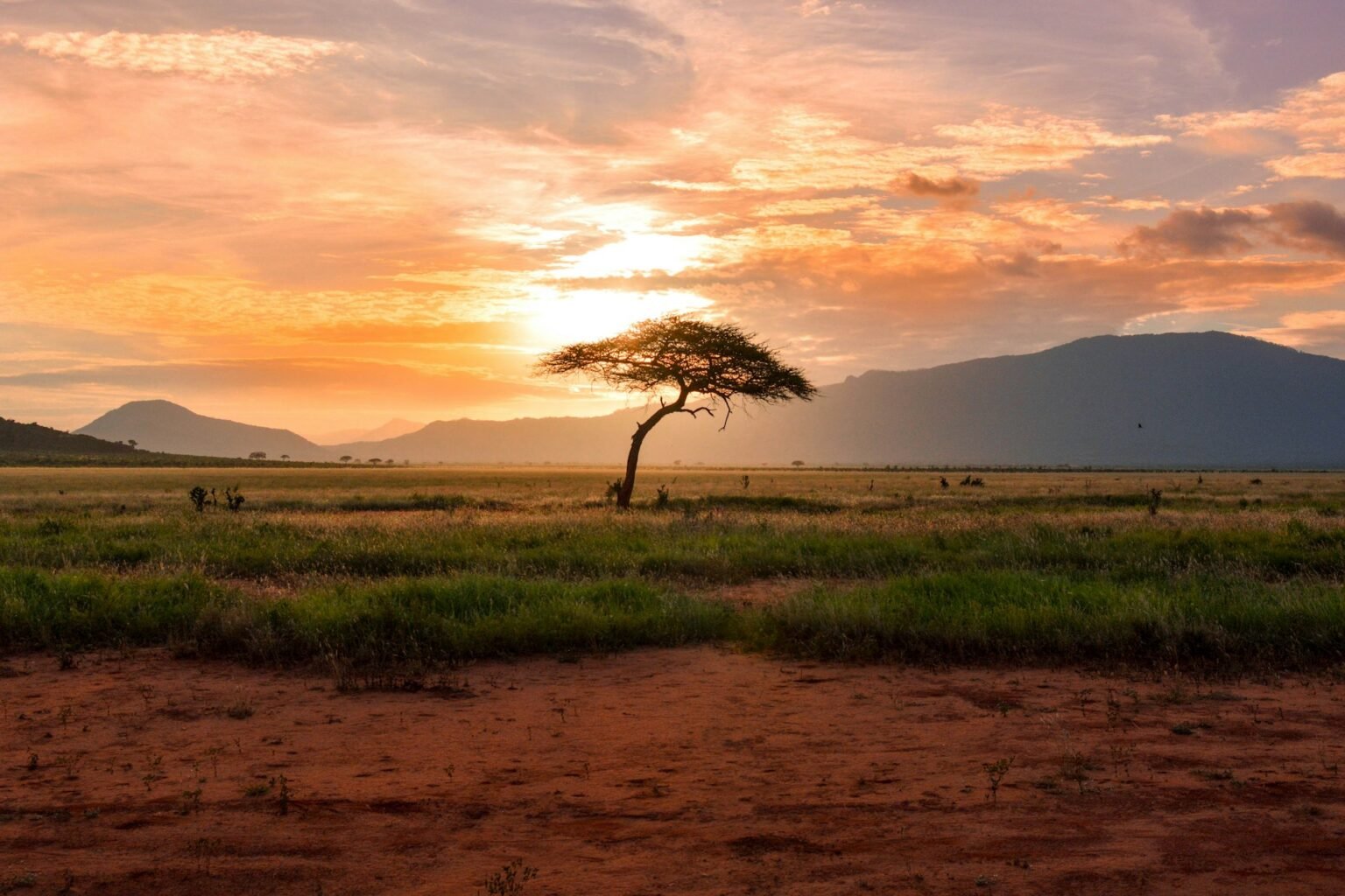African savanna with an acacia tree at golden hour – Kolash Group Brazilian commodities for Africa