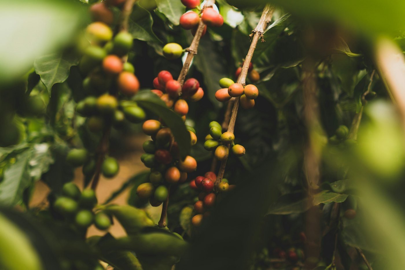 Brazilian coffee cherries