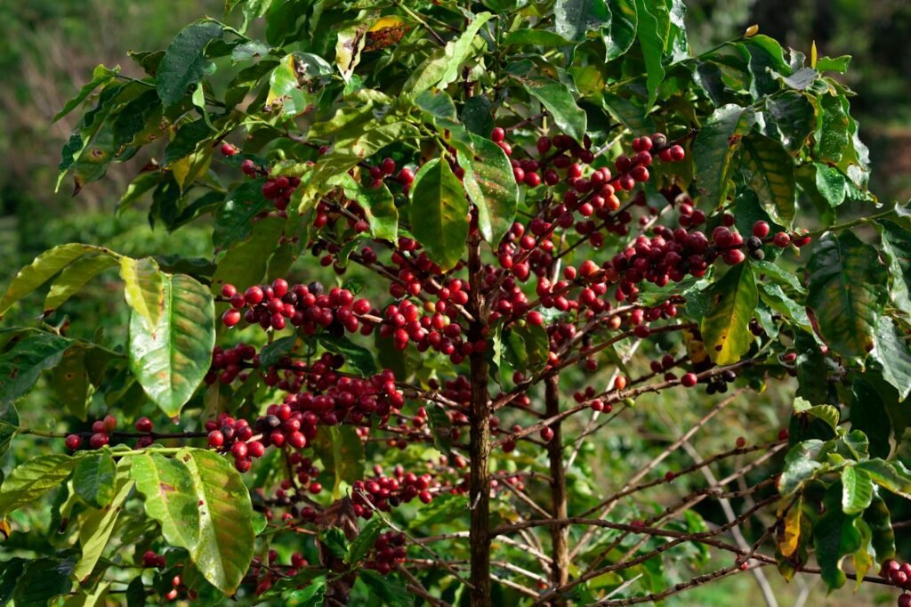 Ripe red coffee cherries on a coffee plant in a Brazilian farm – Brazilian-origin agricultural commodities