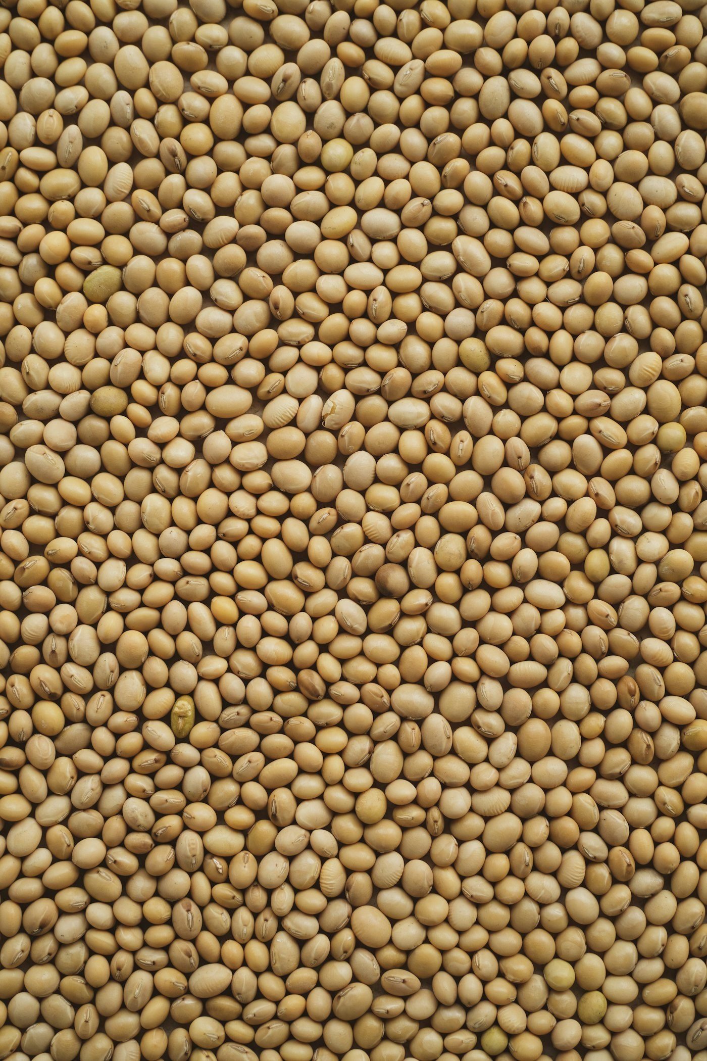 Brazilian soybeans