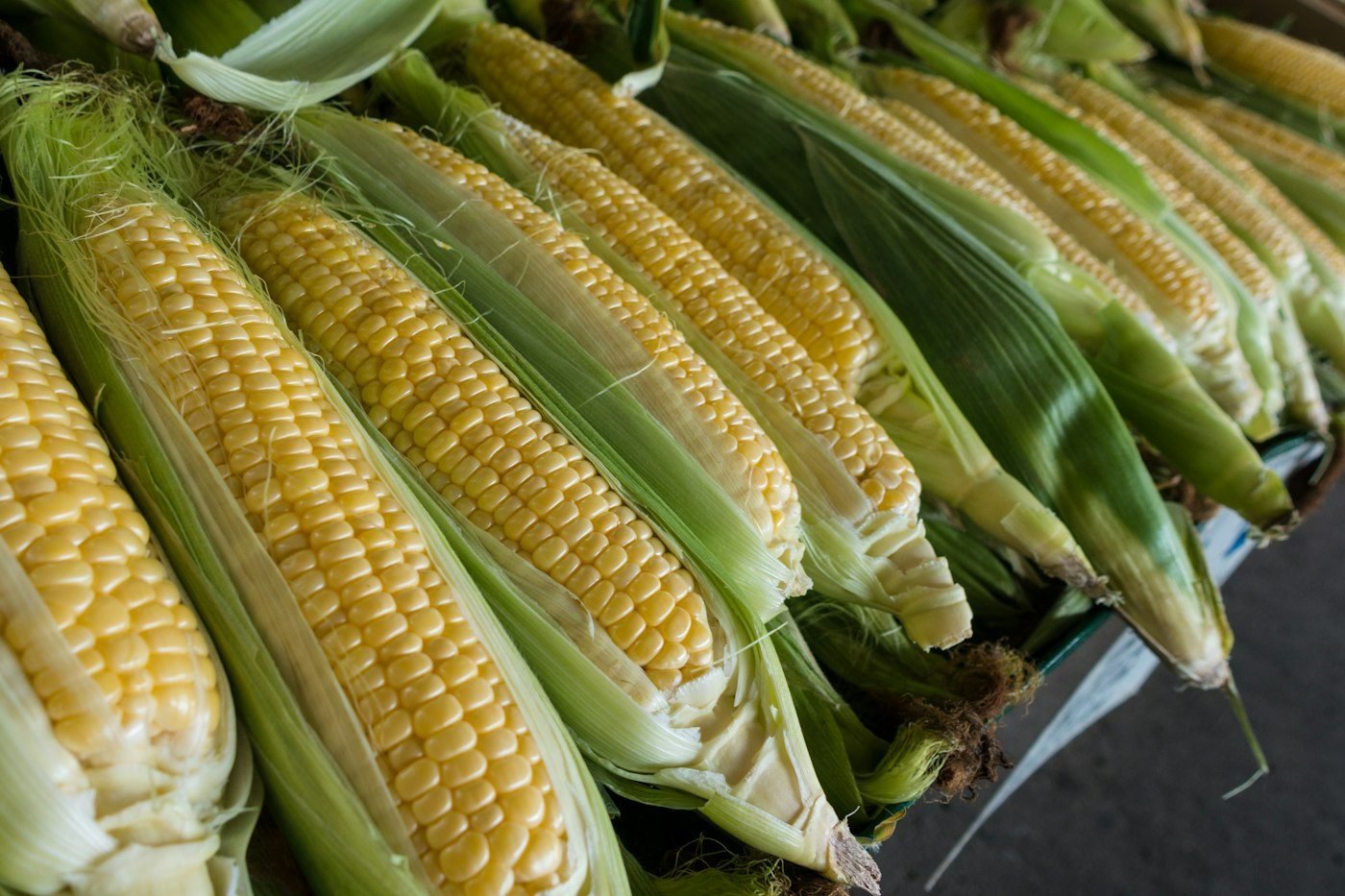 Brazilian yellow corn