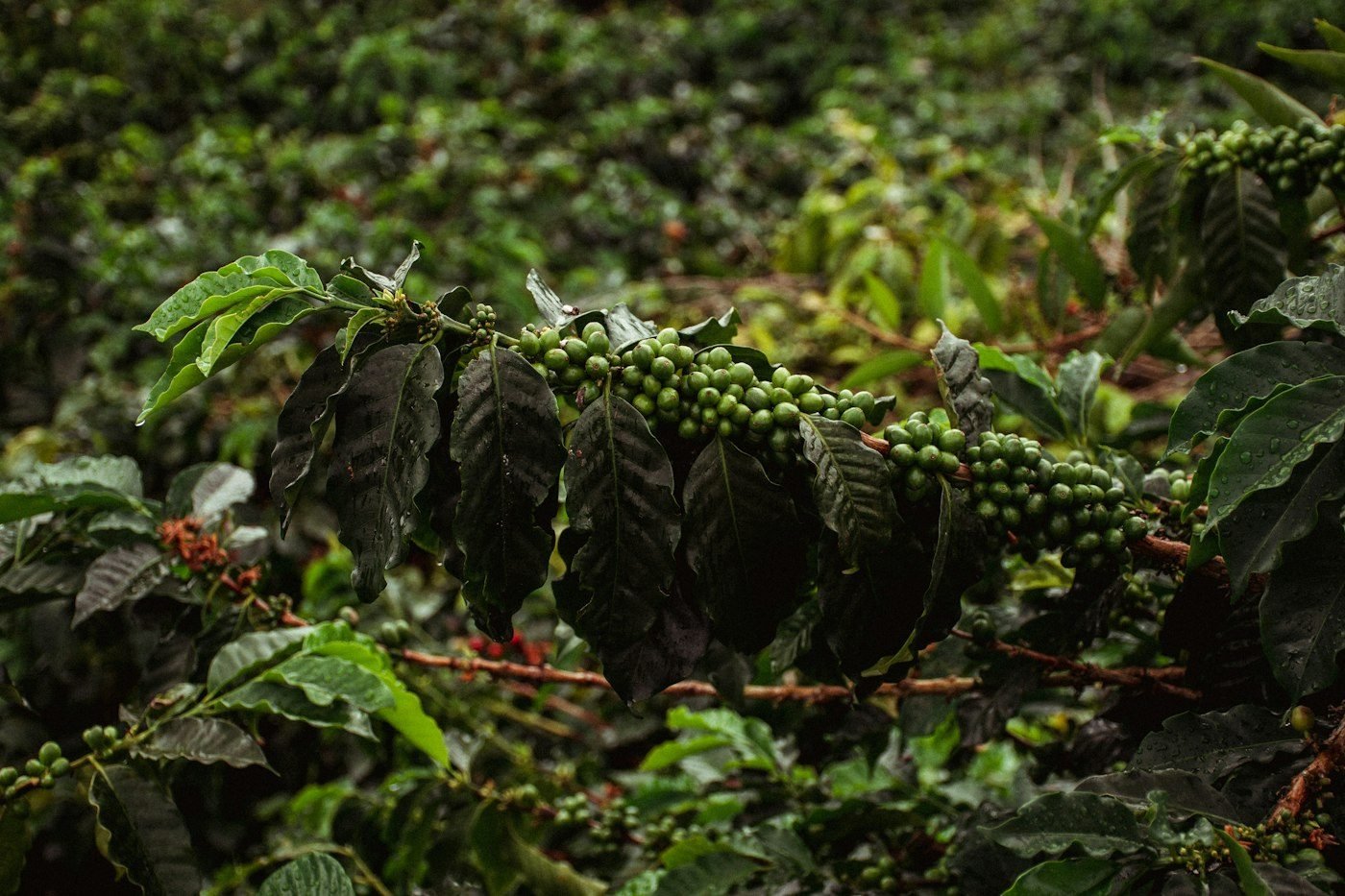 Coffee tree branch