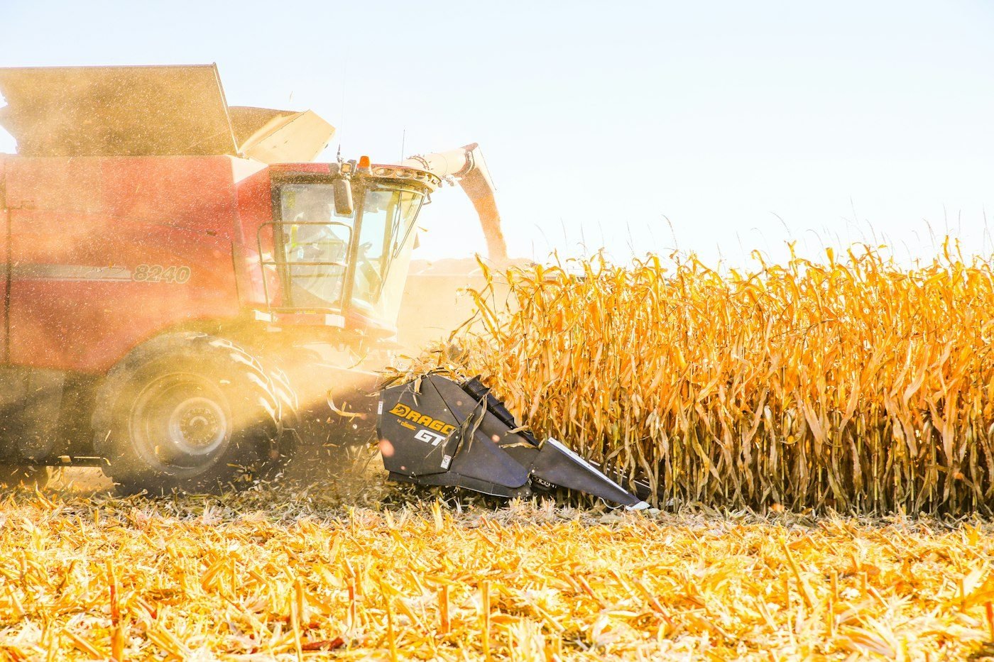 Combine harvesting corn