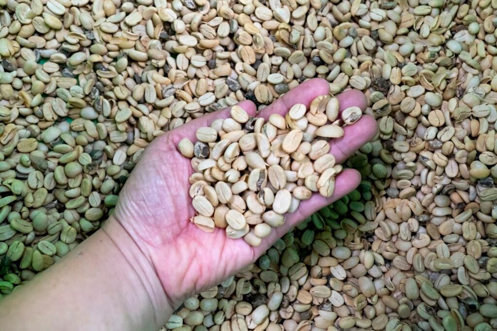 Hand inspecting a sample of grain beans before export – commodity quality and specification checks