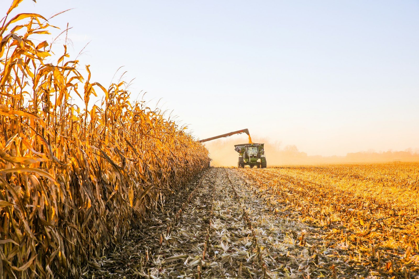 Combine harvesting a field of Brazilian safrinha corn