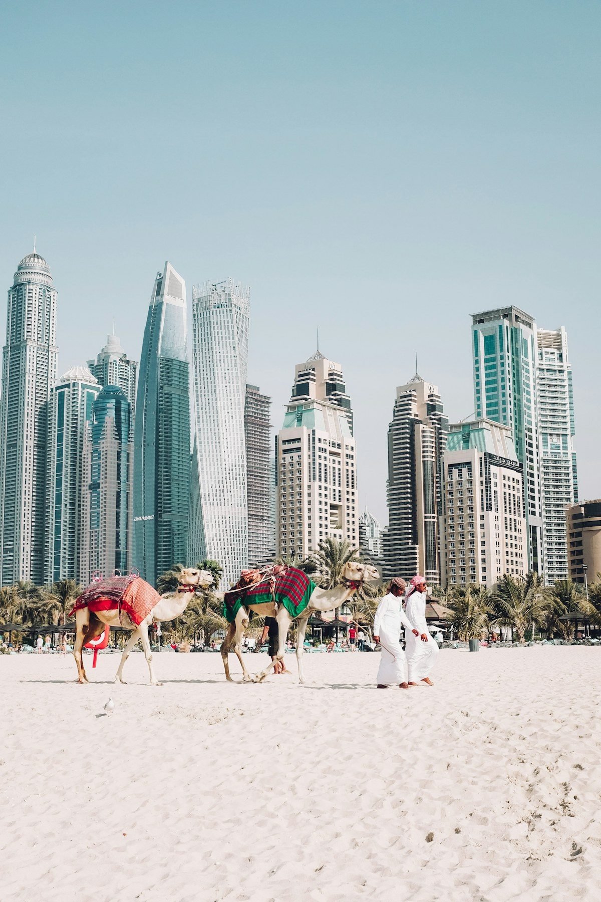 Camels in front of Dubai Marina towers