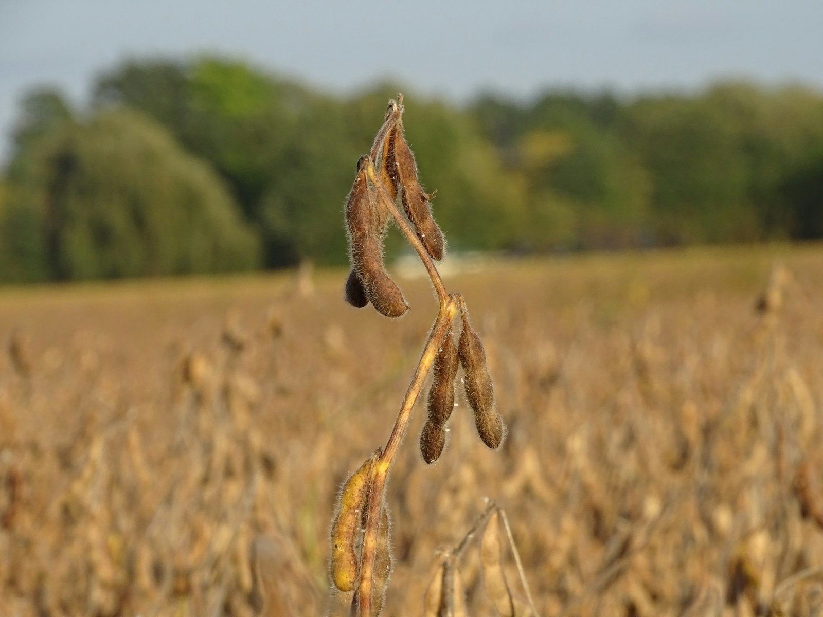 Mature dry soybean pods ready for harvest in a Brazilian field
