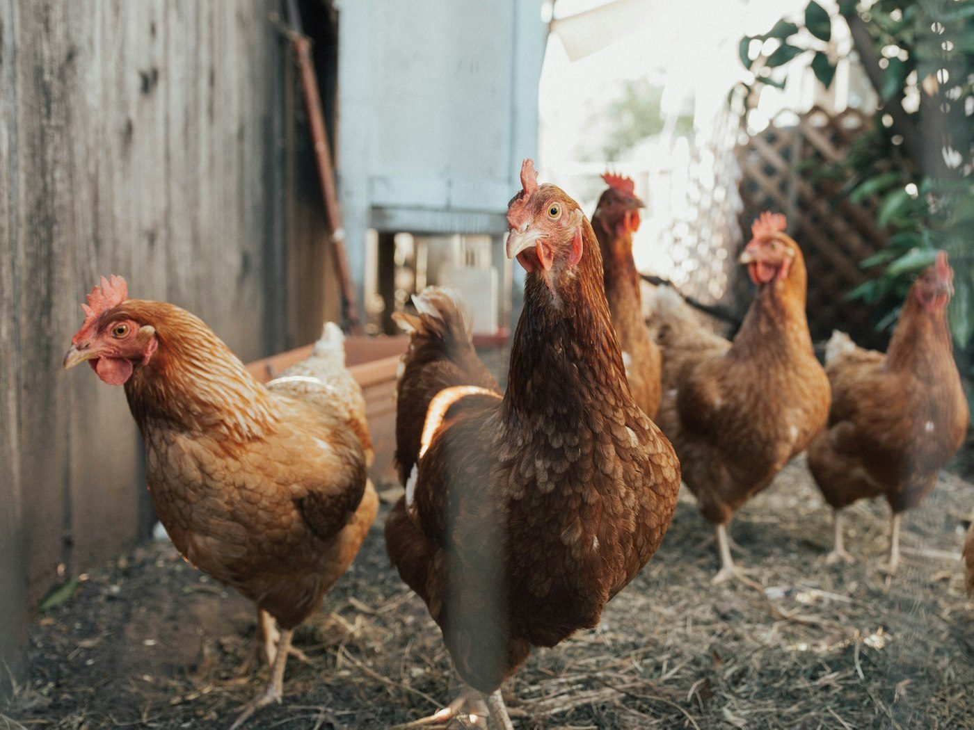 Chickens fed with corn-based feed