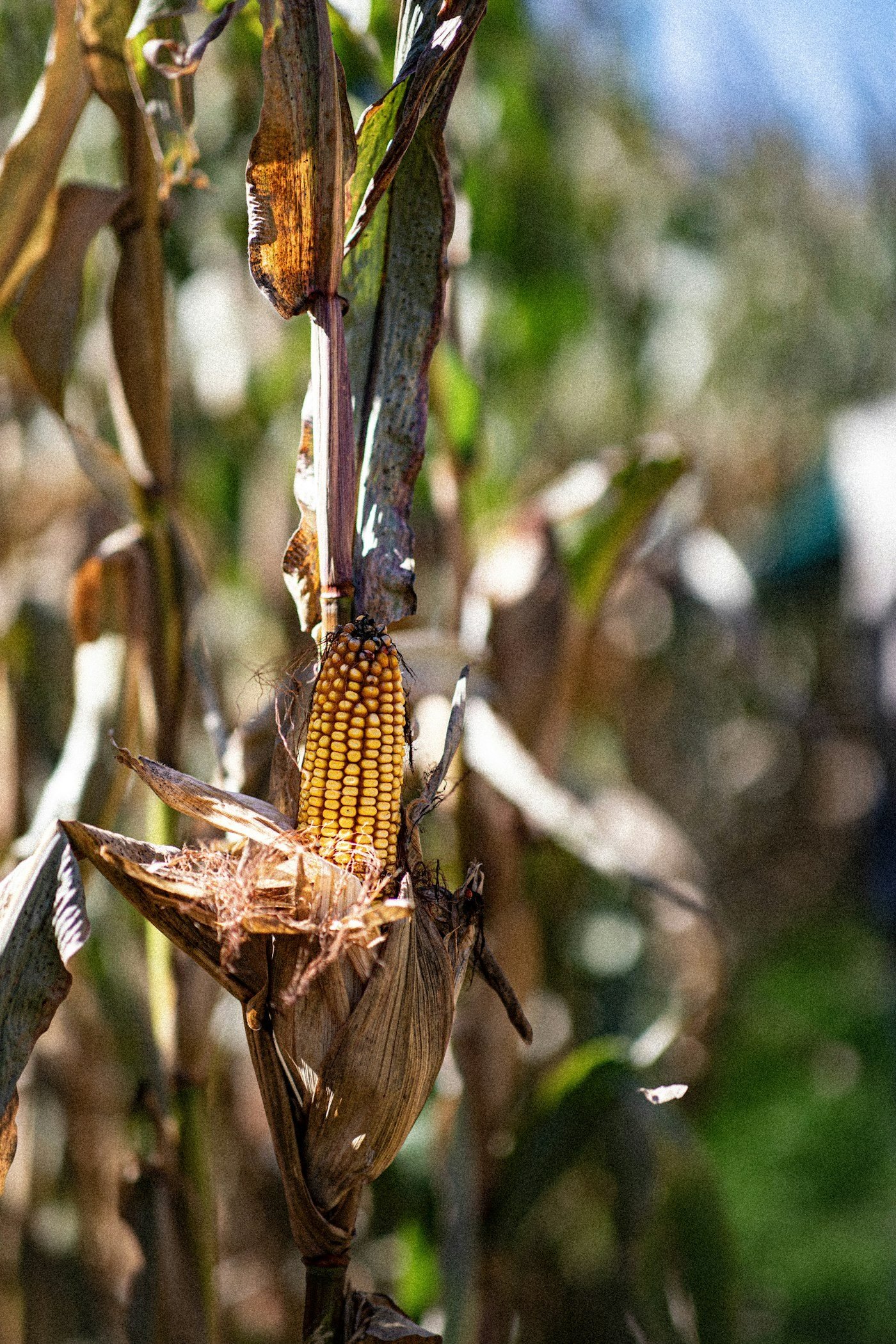 Ripe ear of corn on a dry stalk