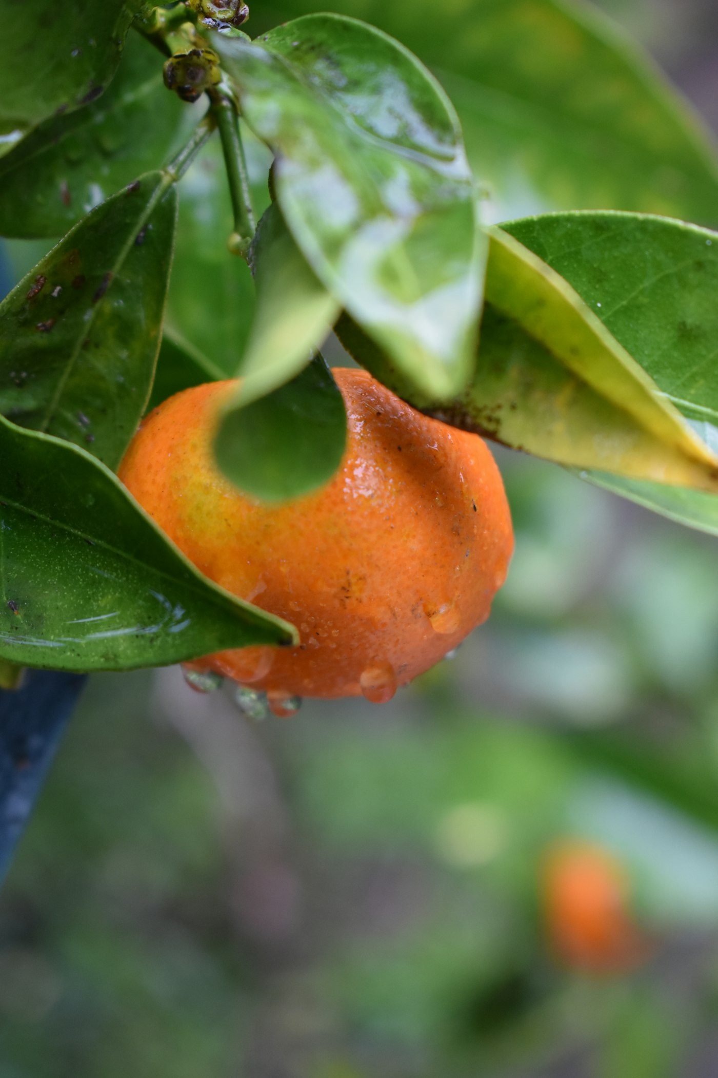 Orange on a tree in Brazil's citrus belt
