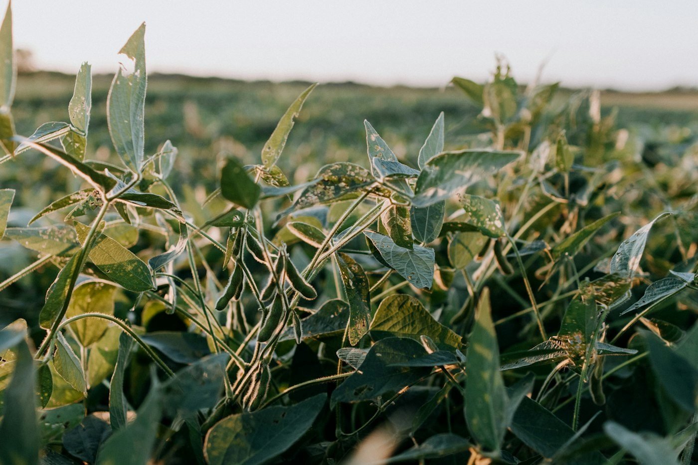 Soybean crop in Brazil's Cerrado