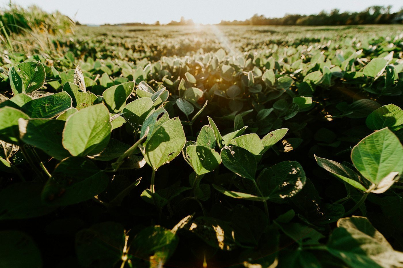 Soybean field in Mato Grosso