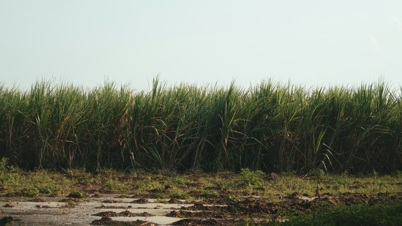 Sugarcane field in São Paulo state