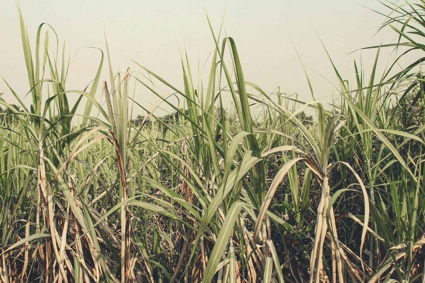 Sugarcane growing in São Paulo state