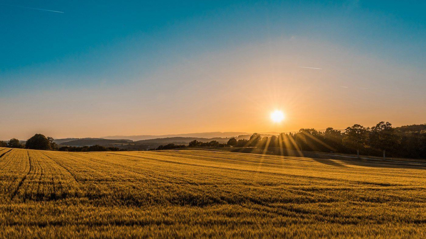 Wheat field in southern Brazil