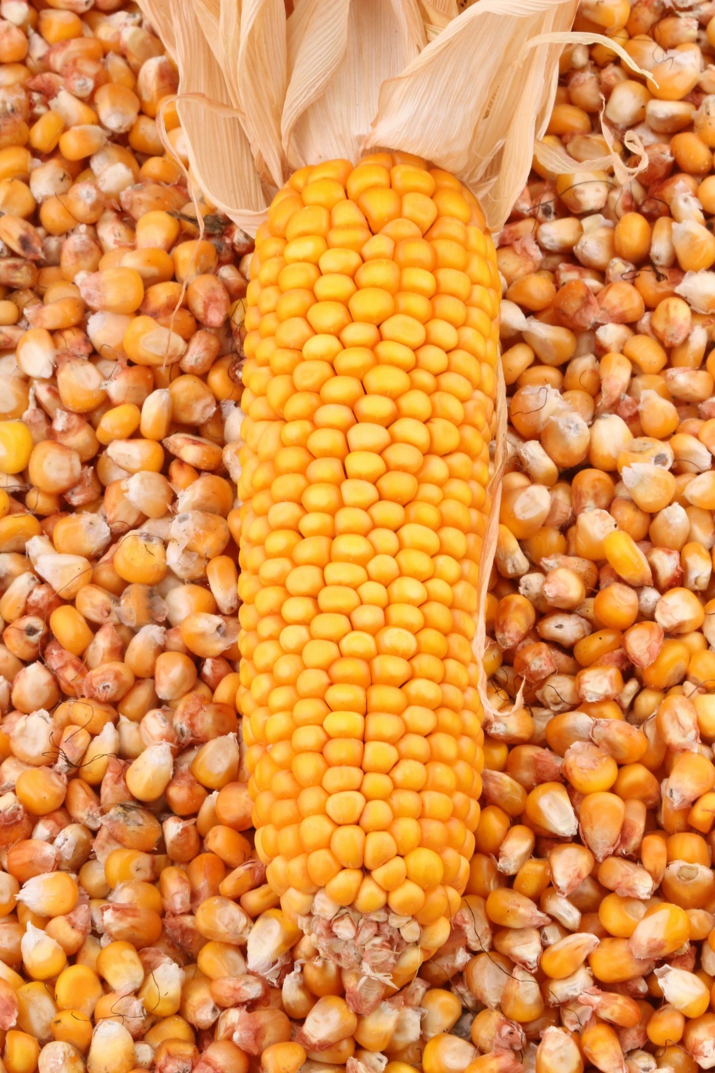 Yellow corn kernels for export